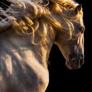 Meet your Posher, Alexander